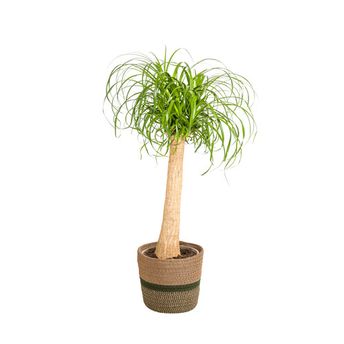Beaucarnea recurvata stamm mit - beaucarnea,