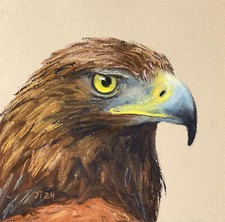 Vogel Falke Original Pastell