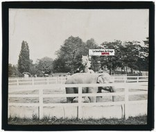 Elefant, Hufeisen, Foto Platte