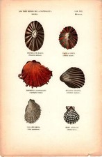 Antike Handkolorierte Lithographie Grafik 19 Jh. Meeresbiologie, Natur