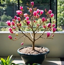 Magnolie Stecklinge rot winterharte Pflanzen Blumen für den Garten Deko