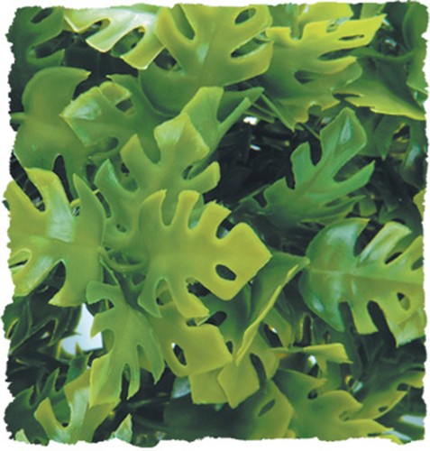 Amazonian phyllo - amazonian,