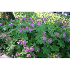 Geranium macrorhitzum Storchschnabel lila mehrjährig 15 Pflanzen