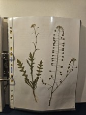 Herbarium Pflanzensammlung, 11