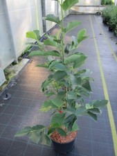 Magnolia Black Tulip - Tulpenbaum Black Tulip - Magnolienbaum - Heilpflanze - ..