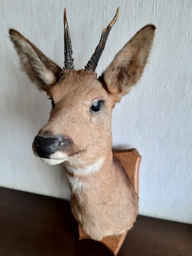 Rehbock auf holzplatte - rehbock,