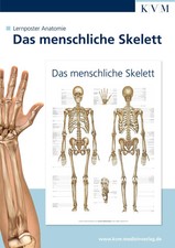 Anatomie Lernposter. Das menschliche Skelett | Deutsch | Poster | 1 S. | 2010