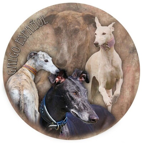 Galgo espanol span windhund - galgo,