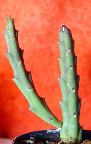 Orbea variegata groß - orbea,