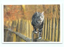 1 AK Katze 15' - NEU !!! #