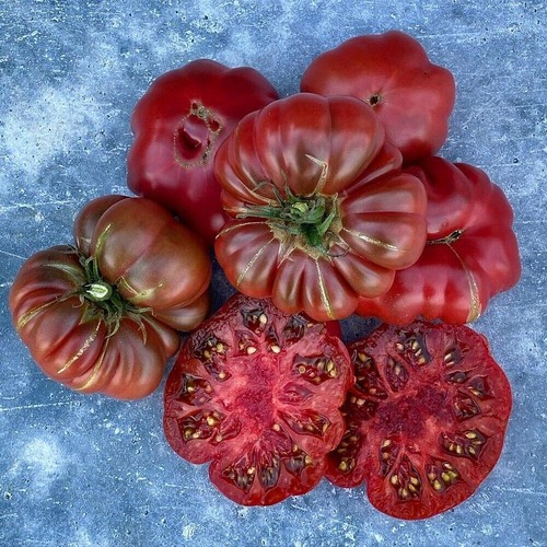Tomatensamen alte - tomatensamen, (7+