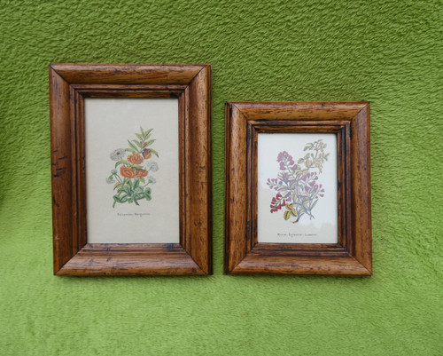 Vintage botanik bilder im - vintage,