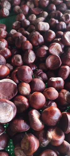 Kastanien ernte herbst - kastanien,