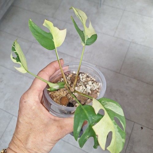 Rhaphidophora tetrasperma - rhaphidophora,