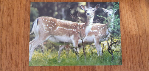 Damwild ungelaufen cp - ungelaufen,