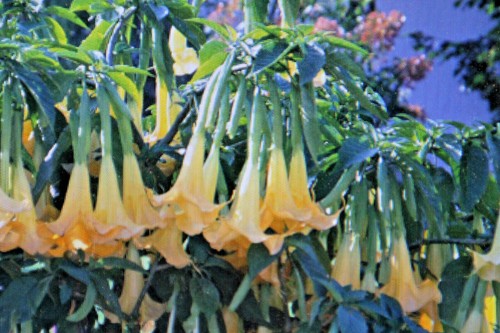 Samen datura double - 10,