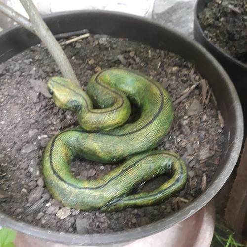 Kleine grüne schlange - kleine,