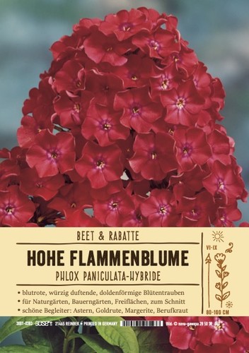 Phlox paniculata starfire - phlox,