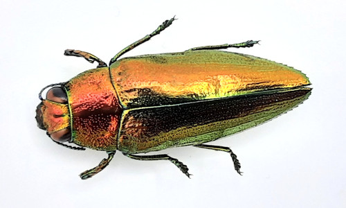 Buprestidae philocteanus - buprestidae,,