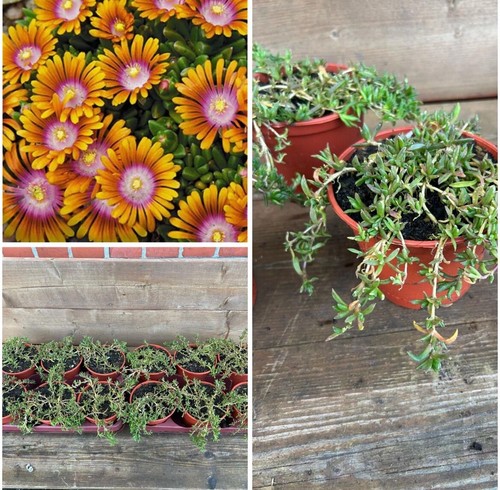 Mittagsblume delosperma fire - mittagsblume,,