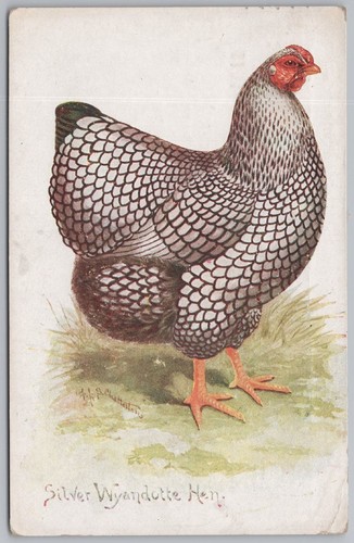 Postkarte geflügel silber - geflügel,