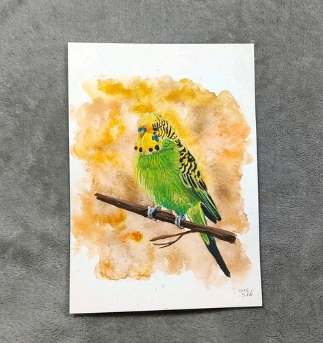 Aquarell wellensittich - aquarell,