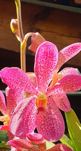 Orchideen vanda - orchideen,