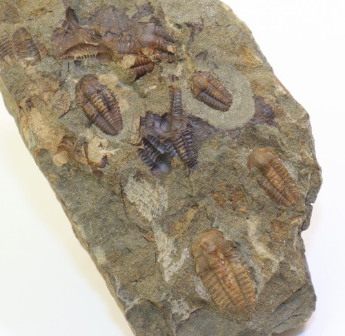 Trilobit ellipsocephalus - trilobit,,