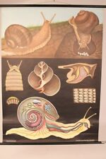 Schulwandkarte Weinbergschnecke Lehrkarte Lehrtafel Wandkarte 114x82 cm 
