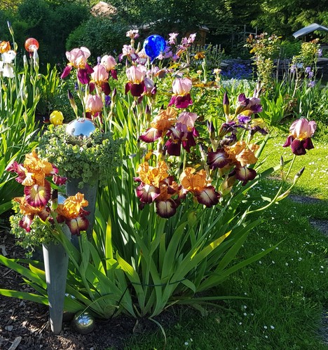 Schwertlilie iris violett - iris,
