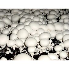 2x PILZBRUT (1x Austernseitlinge/Austernpilze +1x Champignons) zu Haus PILZZUCHT