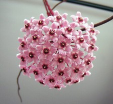 Hoya carnosa splash - hoya,