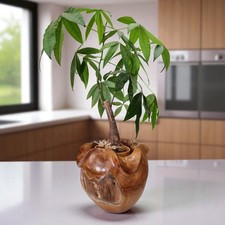 Wurzelholz Übertopf aus Teak Holz Blumentopf Pflanzschale Pflanzgefäß Gartentopf