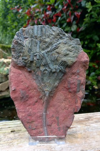 Marokkanische crinoid - marokkanische,