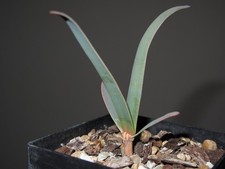 WELWITSCHIA mirabilis / 3 sof / Namibia / Caudex