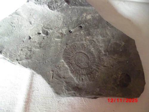 Fossil schiefer ammonit - fossil, schiefer,