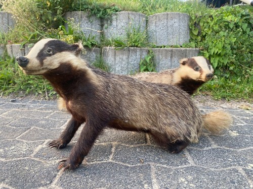 Tierpräparate -  , /