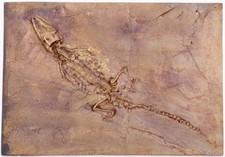 Vintage Bronzeplatte Fossiles