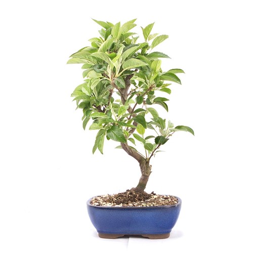 Bonsai zierapfel malus spec - bonsai,