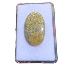 Petoskey Stein - Fossile