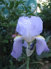 Iris pallida ssp.dalmatica, Dalmatinische Schwertlilie