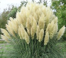 1 x Cortaderia selloana White 1 Liter(Ziergras/Gräser/Stauden) Pampasgras Weiss