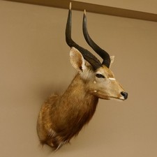 Nyala Antilope Kopf HL 62 cm