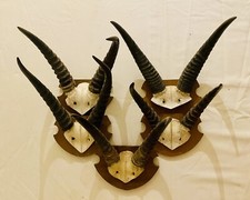 Springbock Antilope Geweih