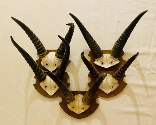 Springbock antilope geweih - antilope,