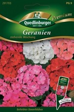 Geranien (stehende Mischung)