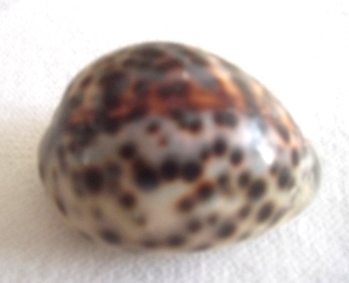 Schöne cypraea tigris - cypraea, "