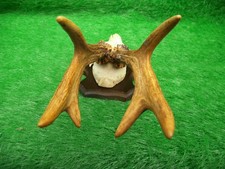 kapitaler Rehbock abnorm