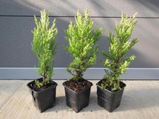 3er Paket Mammutbaum Urwelt-