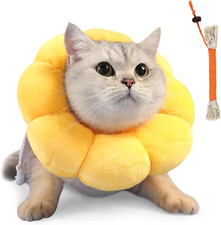 Halskrause Katze, Kragen Katze